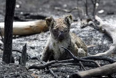 bushfire animals bushfires fires bush nsw affected wildlife burnt koala 2009 habitat victoria help advocate destruction want fundraiser weebly